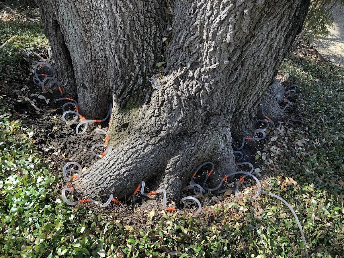 Detailed Tree Cabling and Bracing job site in Ocheyedan